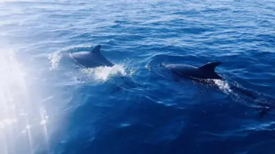 Bohol island hopping dolphin watching + Balicasag Island snorkeling + sardine run snorkeling|round-trip transfer Day Tours - Photo 5