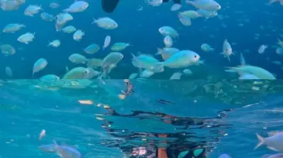 Bohol island hopping dolphin watching + Balicasag Island snorkeling + sardine run snorkeling|round-trip transfer Day Tours - Photo 3