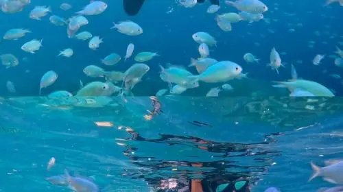 Bohol island hopping dolphin watching + Balicasag Island snorkeling + sardine run snorkeling|round-trip transfer Day Tours gallery