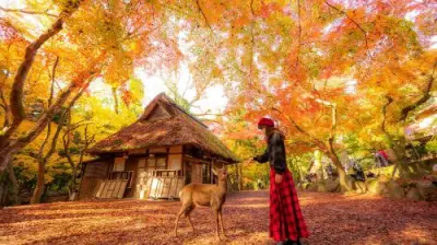 Kyoto & Nara 7 Major Spots Highlights Day Tour [Kiyomizudera Temple / Fushimi Inari Taisha / Nara Park / Kasugataisha Shrine / Byodoin Temple / Uji Omotesando / Todaiji Temple] Day Tours - Photo 2