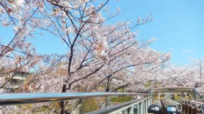 Kyoto Sky Hop Bus hop-on hop-off bus ticket (1-day / 2-day) Transport Passes - Photo 2