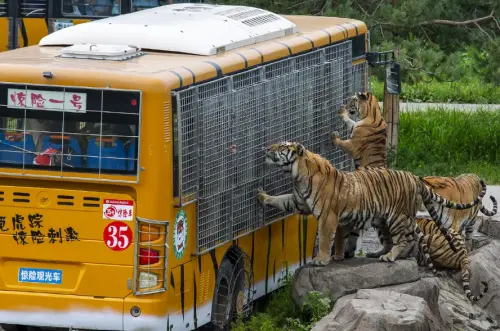 Harbin Siberian Tiger Park Admission Ticket + Thrilling Sightseeing Bus gallery