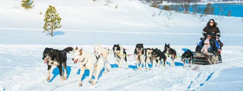 Husky Dog Sledding