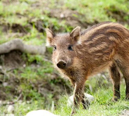 Montebello, QC: General Admission to Parc Omega gallery