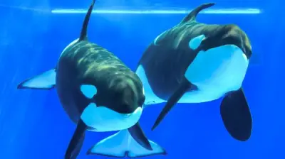 Kobe Suma Seaworld - Photo 5