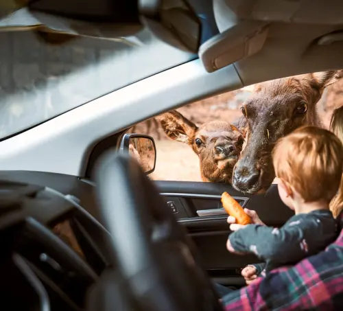 Montebello, QC: General Admission to Parc Omega gallery