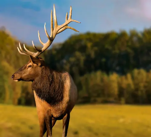 Montebello, QC: General Admission to Parc Omega gallery