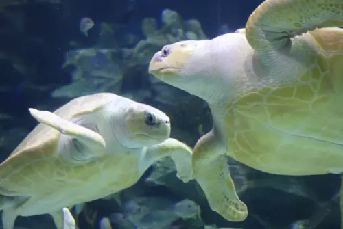 Aquaria KLCC gallery
