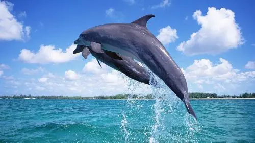 Bohol island hopping dolphin watching + Balicasag Island snorkeling + sardine run snorkeling|round-trip transfer Day Tours gallery