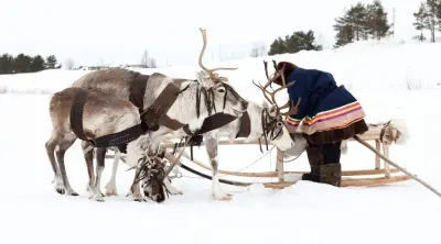 Sami Village Half Day Tour from Abisko or Björkliden - Photo 2