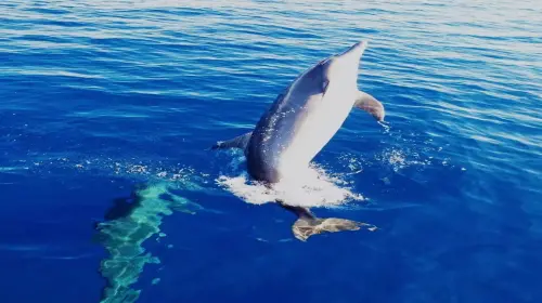 Bohol island hopping dolphin watching + Balicasag Island snorkeling + sardine run snorkeling|round-trip transfer Day Tours gallery