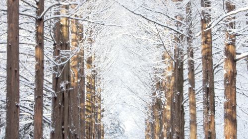 Winter Special | From Seoul: Nami Island + Eobi Valley + Petite France Day Tours