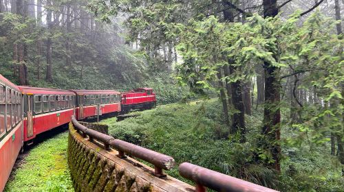 Alishan National Forest Recreation Area one-day tour[Taichung/Chiayi/Kaohsiung | Private private charter Guide] Day Tours