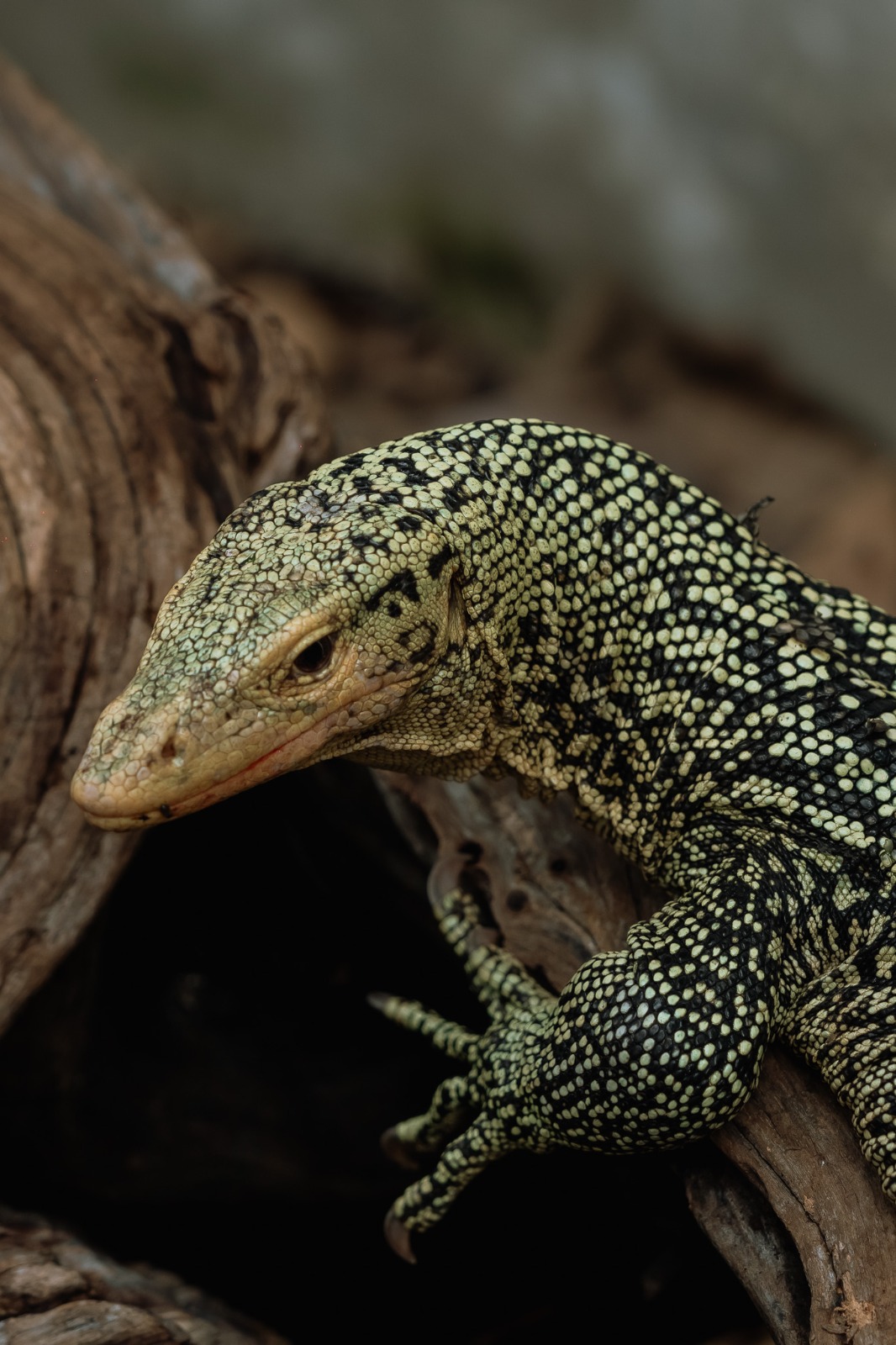 Jagat Satwa Nusantara – Museum Komodo - HolidaySG