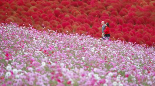 [Guaranteed Departure] Ibaraki Autumn Special: Hitachi Seaside Park, Fukuroda Falls and Ryujin Suspension Bridge (From Tokyo Japan)