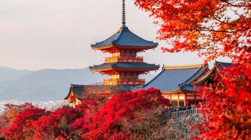 1-day tour in Kyoto and Uji: Kinkaku-ji & Kiyomizu-dera Temple & Byōdō-in - exploring temples and shrines Day Tours