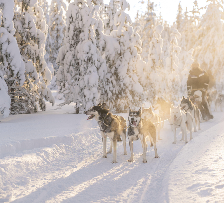 Rovaniemi: Snowmobile Safari, Reindeer & Husky Sleigh Ride