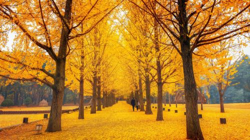 Nami Island + Petite France & Italian Village One Day Tour (From Seoul, English Guide) Day Tours