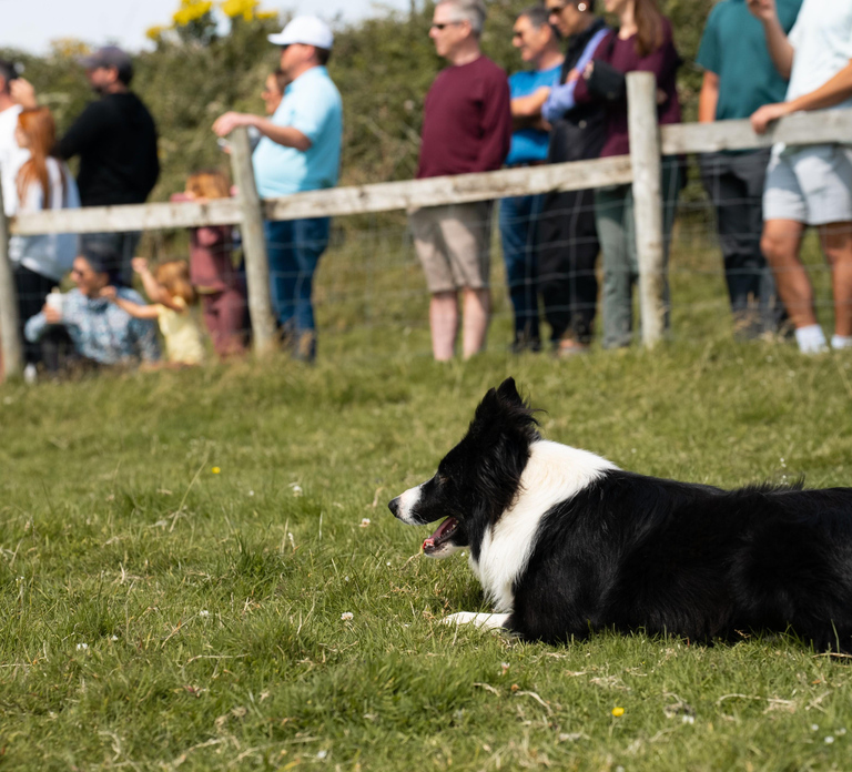 Dingle: Private Sheepdog Show, Beehive Huts & Petting Farm
