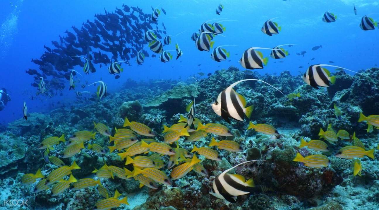 Maldives Day Tour from Hulhumale - HolidaySG