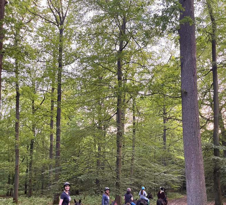 Paris: Aumont-en-Halatte Horseback Riding Tour