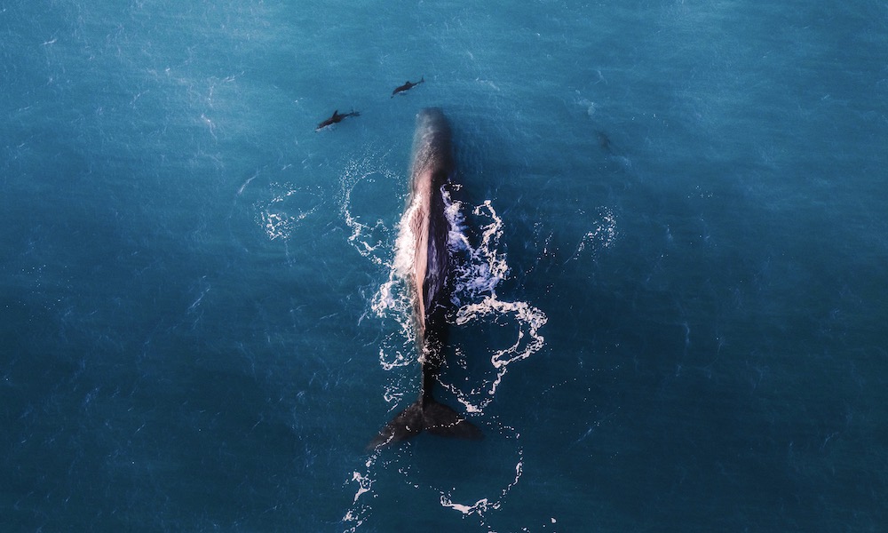 30 Minute Kaikoura Whale Watch Seaplane Flight - HolidaySG