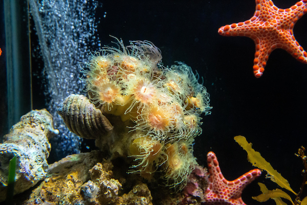 SEA LIFE Sydney - HolidaySG