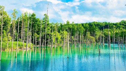 1-day tour to Asahiyama Zoo in Hokkaido: Shirogane Blue Pond (Aoiike) + Shirahige Waterfall + Ningle Terrace + viral tree Day Tours