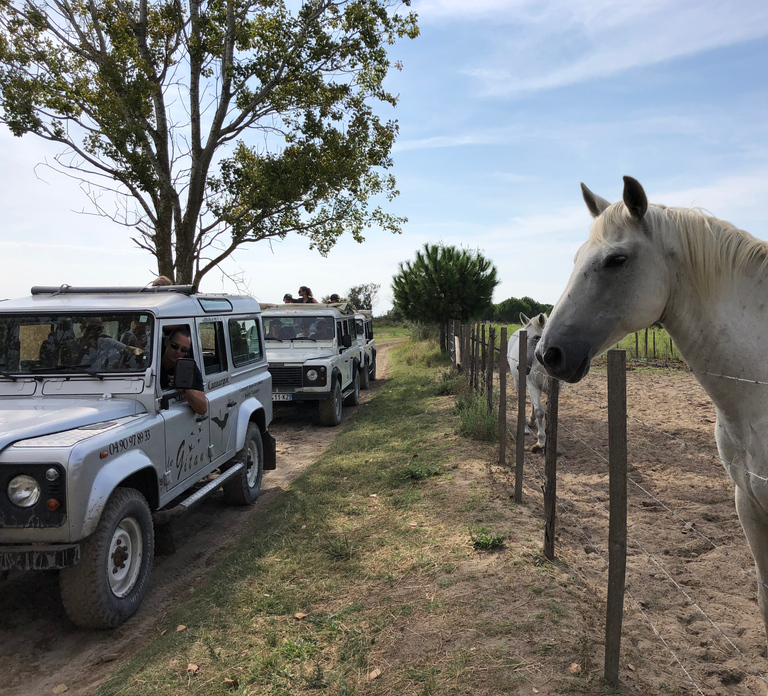 Camargue: Safari from Saintes-Maries-de-la-Mer