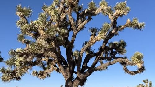 Joshua Tree National Park + Nixon Presidential Library and Museum 1-Day Tour Day Tours