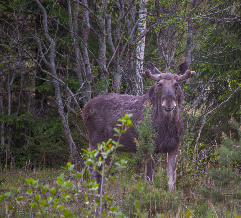 Moose safari with campfire dinner from Helsinki