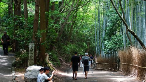 Kyoto: Arashiyama Bamboo Forest & Tenryuji Temple Day Tours