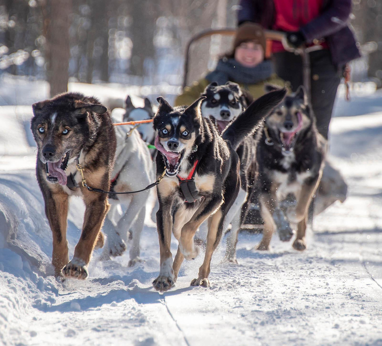 Levi: Arctic Combo – Husky & Reindeer Ride