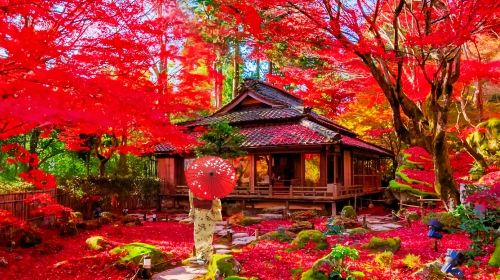 Japan Mount Hiei Enryaku-ji Temple + Omihachiman + Kyorinbo Temple Autumn Leaves Illumination 1-day tour Day Tours