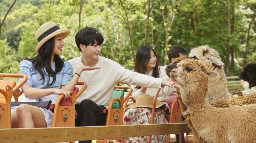 Alpaca World + Nami Island + Gangchon Railway Theme Park one-day tour (From Seoul) Day Tours