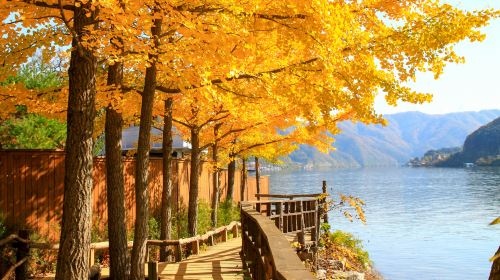 Nami Island + The Garden of Morning Calm + Petite France & Italian Village One Day Tour (From Seoul) Day Tours