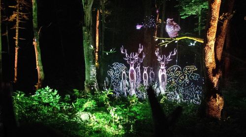 Lake Akan Forest Night Walk "Kamui Lumina"