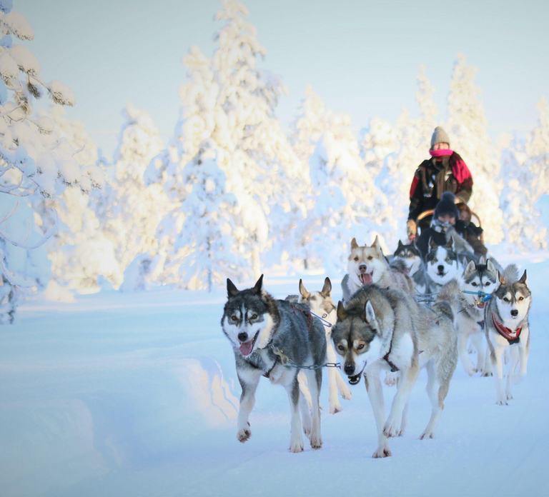 Rovaniemi: Reindeer & Husky Safari with Lunch