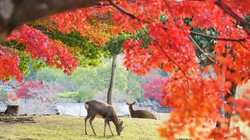 Nara Kyoto Twin Cities Pilgrimage 1-day Tour: Nara Park + Fushimi Inari Taisha + Byodo-in Temple Day Tours