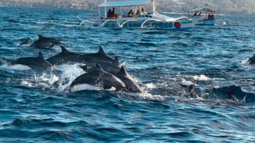 Bohol island hopping dolphin watching + Balicasag Island snorkeling + sardine run snorkeling|round-trip transfer Day Tours - HolidaySG