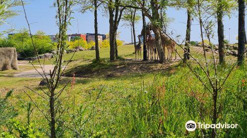 Wildlands Adventure Zoo Emmen - HolidaySG