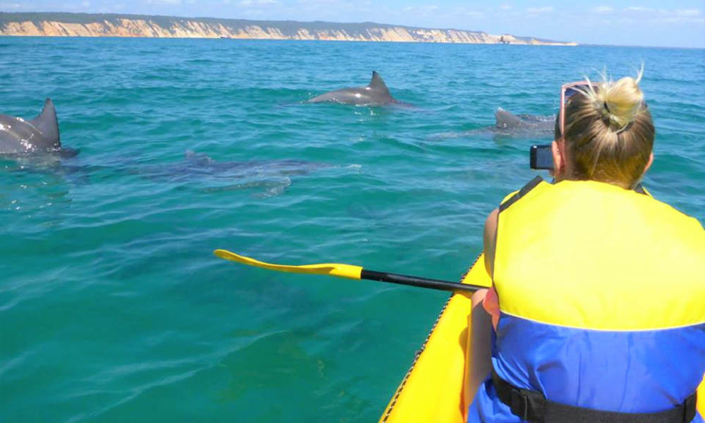 Noosa Dolphin View Kayak Tour