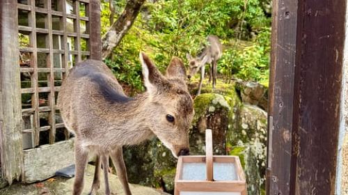 Hiroshima and Miyajima Satisfying Private Tour with a Local Day Tours