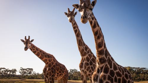 Werribee Open Range Zoo