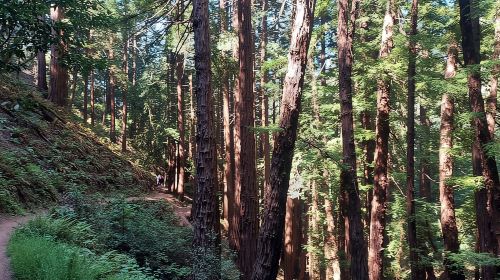 San Francisco: Alcatraz Tour with Muir Woods and Sausalito Day Tours