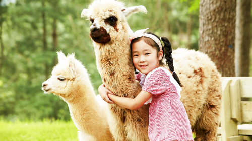From Seoul: Alpaca World, Nami Island, Rail Bike and Garden of Morning Calm Tour Day Tours