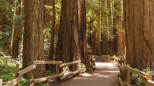 Muir Woods and Sausalito Small-Group Tour Day Tours