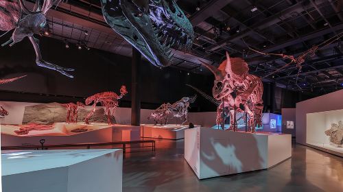 Houston Museum of Natural Science General Admission Day Tours