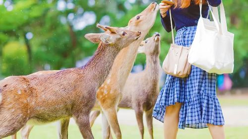 1-day tour to Arashiyama, Nara Park and Fushimi Inari Taisha | Ancient capital sightseeing Day Tours