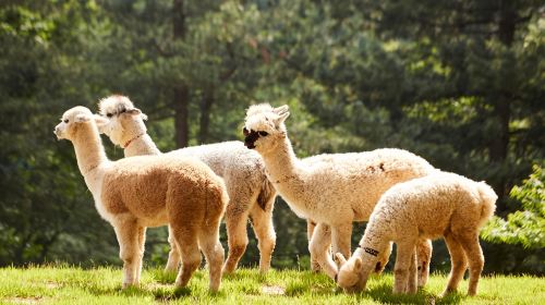Alpaca x Nami Island x The Little Prince Italy x The Garden of Morning Calm Day Tours